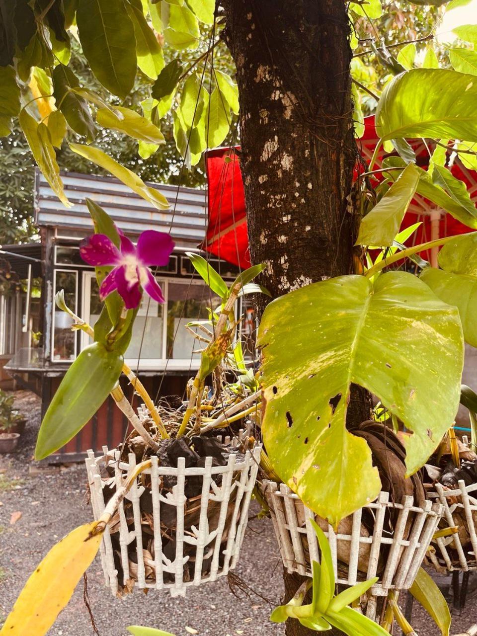 Coconut Lodge كامبوت المظهر الخارجي الصورة